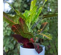 Gardeners Dream Codiaeum Variegatum Excellent - Variegated Croton (20-30Cm Height Including Pot)