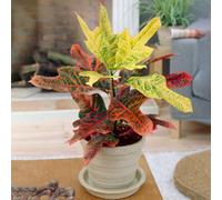 Gardeners Dream Codiaeum Variegatum Excellent - Variegated Croton (20-30Cm Height Including Pot)