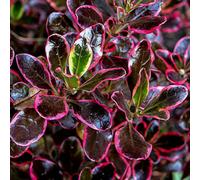 Gardeners Dream Coprosma Eclipse - Striking Foliage, Compact, Sun Or Partial Shade (20-30Cm Height Including Pot)