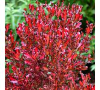 Gardeners Dream Coprosma Pacific Sunset Garden Shrub - Striking Multicolour Foliage, Compact Size, Attracts Pollinators (10-30Cm)
