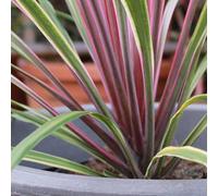 Gardeners Dream Cordyline Can Can - Colourful Variegated Foliage, Evergreen, Hardy (20-30Cm Height Including Pot)