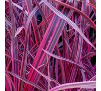 Gardeners Dream Cordyline 'festival Raspberry' Cabbage Palm Fragrant Outdoor Evergreen Shrub - 3 Litre Pot (30-40Cm)