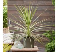 Gardeners Dream Cordyline Lime Passion - Striking Lime Foliage, Eye-Catching, Sun (15-30Cm Height Including Pot)