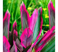 Gardeners Dream Cordyline 'tango' Plant - Striking Pink And Purple Foliage, Perfect For Adding Colour To Homes And Offices (30-40Cm)