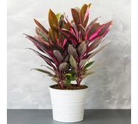 Gardeners Dream Cordyline 'tango' Plant - Striking Pink And Purple Foliage, Perfect For Adding Colour To Homes And Offices (30-40Cm)