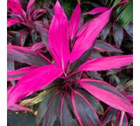 Gardeners Dream Cordyline 'tango' Plant - Striking Pink And Purple Foliage, Perfect For Adding Colour To Homes And Offices (30-40Cm)