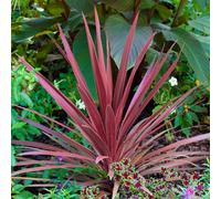 Gardeners Dream Cordyline Torbay Red - Evergreen Cabbage Palm, Red Leaves, Low Maintenance (25-35Cm Height Including Pot)