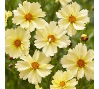 Gardeners Dream Coreopsis Uptick Cream - Elegant Cream Blooms, Compact, Sun (15-30Cm Height Including Pot)
