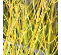 Gardeners Dream Cornus Flaviramea Garden Shrub - Yellow-Green Stems, Compact Size, Attracts Pollinators (20-30Cm Height Including Pot)