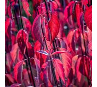 Gardeners Dream Cornus Kesselringii - Deciduous, Red-Purple Leaves, Compact Size (20-30Cm Height Including Pot)
