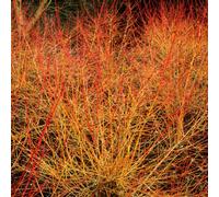 Gardeners Dream Cornus Winter Beauty Deciduous Ornamental Garden Ready Plant Shrub In Pot - 3 Litre Pot (30-50Cm)