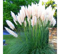 Gardeners Dream Cortaderia Pumila Garden Plant - Pampas Grass, White Plumes, Compact Size (20-30Cm Height Including Pot)