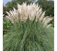 Gardeners Dream Cortaderia Pumila - Pampas Grass, Compact, Creamy-White Plumes, Evergreen (30-40Cm Height Including Pot)
