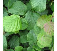 Gardeners Dream Corylus Avellana 'hazel' Bare Root Hedge Hedging Tree Plants (1-2Ft, 50 Plants)