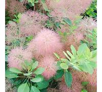 Gardeners Dream Cotinus Candy Floss Garden Shrub - Candy Pink Flowers, Compact Size, Attracts Pollinators (20-30Cm Height Including Pot)