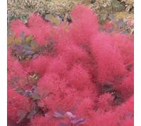 Gardeners Dream Cotinus Ruby Glow - Richly Colored Foliage, Eye-Catching, Sun Or Partial Shade (20-30Cm Height Including Pot)