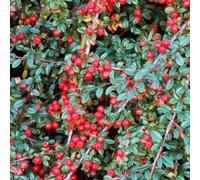 Gardeners Dream Cotoneaster Coral Beauty Garden Shrub - Attractive Coral-Coloured Berries, Compact Size, Attracts Pollinators (10-30Cm)