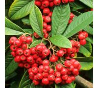 Gardeners Dream Cotoneaster Cornubia Garden Shrub - Abundant Red Berries, Compact Size, Attracts Pollinators (10-30Cm Height Including Pot)