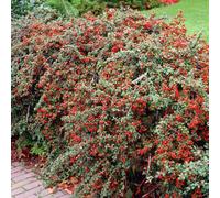 Gardeners Dream Cotoneaster Horizontalis Garden Plant - Spreading Habit, Compact Size (20-40Cm, 100 Plants)