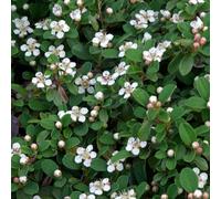 Gardeners Dream Cotoneaster Queen Of Carpets Garden Shrub - Abundant Berries, Compact Size, Attracts Pollinators (10-30Cm Height Including Pot)