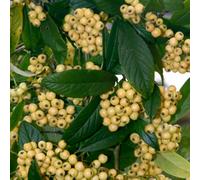 Gardeners Dream Cotoneaster Rothschildianus Tree - Clusters Of Yellow Berries, White Flowers (5-6Ft)