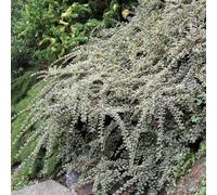 Gardeners Dream Cotoneaster Variegatus Garden Plant - Variegated Foliage, Compact Size (20-40Cm, 50 Plants)