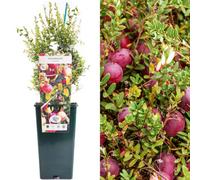 Gardeners Dream Cranberry Pilgrim - Compact Perennial, Edible Berries (30-50Cm Height Including Pot)