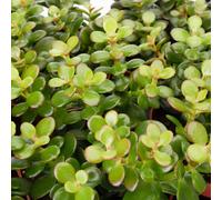 Gardeners Dream Crassula Minor Succulent - Compact, Easy-Care Plant For Indoor Gardens, Thrives In Bright Light (12Cm)