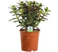 Gardeners Dream Crassula Minor Succulent Plant - Compact And Hardy, Ideal For Indoor Gardens, Easy Care (15-25Cm)