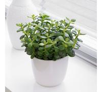 Gardeners Dream Crassula Minor Succulent Plant - Compact And Hardy, Ideal For Indoor Gardens, Easy Care (15-25Cm)