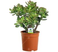 Gardeners Dream Crassula Ovata 'jade Plant' - Lush, Easy-Care Succulent For Home Or Office, Ideal For Beginners (10-20Cm)