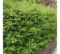 Gardeners Dream Crataegus Monogyna 'hawthorn' Bare Root Hedge Hedging Tree Plants (3-4Ft, 100 Plants)