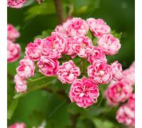 Gardeners Dream Crataegus Rosea Flore Pleno Tree - Double Pink Flowers, Ornamental (5-6Ft)