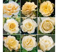 Gardeners Dream Cream Rose - Outdoor Plant, Stunning Colour, Ideal For Gardens, Compact Size