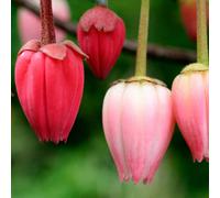 Gardeners Dream Crinodendron Ada Hoffmann - Outdoor Flowering Shrub, Ideal For Uk Gardens, Compact Size (15-30Cm Height Including Pot)
