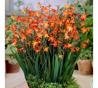 Gardeners Dream Crocosmia Carmine Brilliant - Brilliant Orange Blooms, Sun, Moderate Height (30-40Cm Height Including Pot)