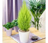 Gardeners Dream Cupressus Wilma - Compact Evergreen Conifer Plant, Bright Green Foliage (30-40Cm Height)