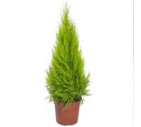 Gardeners Dream Cupressus 'wilma' - Vibrant Lemon-Scented Foliage, Compact And Evergreen, Perfect For Pots (20-30Cm)