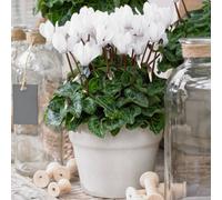 Gardeners Dream Cyclamen 'white' - Elegant White Blooms For A Touch Of Sophistication, Ideal For Brightening Indoor Spaces (12Cm)
