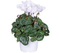 Gardeners Dream Cyclamen 'white' - Elegant White Blooms For A Touch Of Sophistication, Ideal For Brightening Indoor Spaces (12Cm)