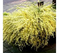 Gardeners Dream Cytisus Praecox Garden Shrub - Fragrant Yellow Blooms, Green Foliage, Compact Size, Hardy (15-30Cm Height Including Pot)