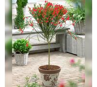 Gardeners Dream Cytisus Red Patio Tree - Stunning Variety, Ideal For Uk Gardens, Compact Size (2-3Ft)