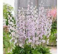 Gardeners Dream Delphinium Highlander Cha Cha - Pink And White Blooms, Perennial Plant, Compact Size (15-30Cm Height Including Pot)