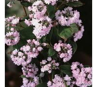Gardeners Dream Deutzia Pink Pompom Garden Plant - Pink Pompom Blooms, Compact Size (15-30Cm Height Including Pot)