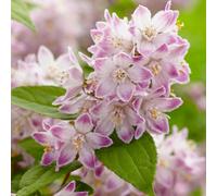 Gardeners Dream Deutzia Raspberry Sundae Garden Shrub - Pink Flowers, Compact Size, Attracts Pollinators (20-30Cm Height Including Pot)