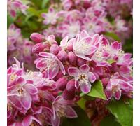Gardeners Dream Deutzia Strawberry Fields Live Deciduous Shrub Hardy Outdoor Garden Plant In Pot - 9Cm Pot (20-30Cm)