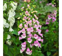 Gardeners Dream Digitalis Lucas Pink - Foxglove, Pink Bell-Shaped Flowers, Part Shade, Small Size (10-20Cm Height Including Pot)