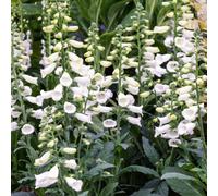 Gardeners Dream Digitalis Lucas White - Foxglove, White Bell-Shaped Flowers, Part Shade, Small Size (10-20Cm Height Including Pot)