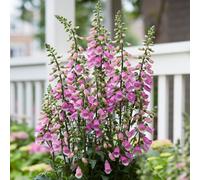 Gardeners Dream Digitalis Panther - Foxglove, Pink And White Flowers, Sun Or Part Shade, Compact Size (15-30Cm Height Including Pot)
