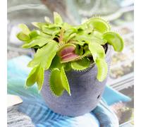 Gardeners Dream Dionea Muscipula Venus Fly Trap - Carnivorous Indoor Plant, Home Office Tabletop Houseplant, Easy Care (5-10Cm Height)
